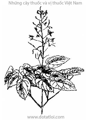 Dâm hương hoắc, Herba Epimedii, Epimedium, dâm dương hoắc lá to, Epimedium macranthum Morr-et Decne, dâm dương hoắc lá mắc, Epimedium sagittatum (Sieb, et Zucc.) Maxim. (E. sinense Sieb. ex Hance), dâm dương hoặc lá hình tim, Epimedium brevicornu Maxim, họ Hoàng liên gai, Berberidaceae