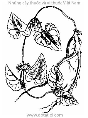 ĐẢNG SÂM, 黨參, 党参, phòng đảng sâm, lộ đảng sâm, xuyên đảng sâm, đông đảng sâm, rầy cáy, mần cáy, Codonopsis sp., họ Hoa chuông, Campanulaceae
