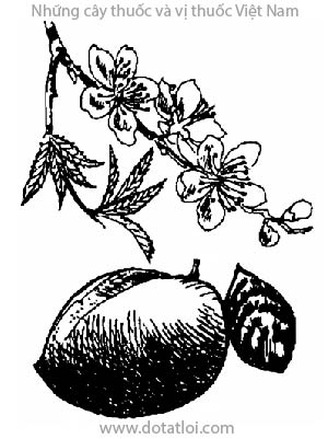 ĐÀO, 桃, Prunus persica Stokes, Amygdalus persica L., họ Hoa hồng, Rosaceae