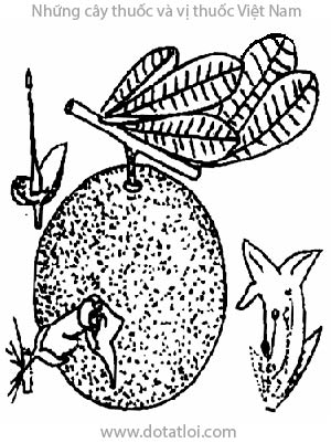 ĐÀO TIÊN, 葫蘆樹, 葫芦树, Quả trường sinh, Crescentia cujete Lin., họ Núc nác, Bignoniaceae