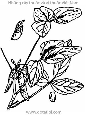ĐẬU NÀNH, 大豆, đậu tương, đại đậu, Glycine sojia Siebold et Zucc, Glucine max (L.) Merill, Soja hispida Maxim., họ Cánh bướm Fabaceae, Papilionaceae