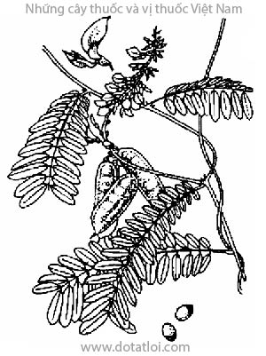 CAM THẢO DÂY, 相思藤, tương tư tử, tương tự đậu, tương tư đằng, dây cườm, dây chi chi, ang krang, angkreng, Abrus precatorius L., Abrus minor et pauciflorus., Glycine abrus L., họ Cánh bướm Fabaceae, Papilionaceae