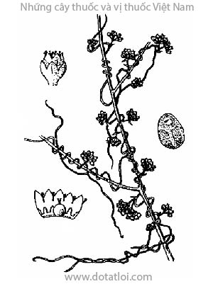 THỎ TY TỬ, 菟絲子, 菟丝子, cây tơ hồng, miễn tử, đậu ký sinh, hạt cây tơ hồng, Cuscuta sinesis Lamk., Cuscuta hygrophilae Pears., C. hyalina Wight., họ Bìm bìm, Convolvulaceae