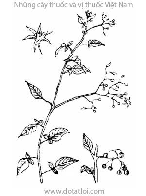 DÂY TOÀN, 白毛藤, già căn, douce amère, Solanum dulcamara L., Solanum lyratum Thunb., họ Cà, Solanaceae