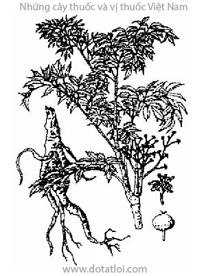 ĐINH LĂNG, 細羽南洋參, 细羽南洋参, cây gỏi cá, nam dương lâm, Polyscias fruticosa (L.) Harms, Panax fruticosum L, Nothopanax fruticosum (L.) Miq., Tieghemopanax fruticosus (L.) R. Vig., họ Ngũ gia bì, Araliaceae