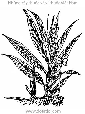 DƯƠNG XUÂN SA, 陽春砂仁, 阳春砂仁, xuân sa, sa nhân, mé tré bà, Amomum villosum Lour, Amomum echinosphoera Schum, họ Gừng, Zingiberaceae