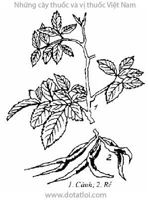 GỐI HẠC, 火筒樹, 火筒树, kim lê, bí dại, phỉ tử, mũn, mạy chia, Leea rubra Blume., họ Gối hạc, Leeaceae