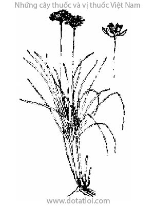 HẸ, 韭, nén tàu, phỉ tử, cửu, cửu thái, dã cửu, phác cát ngàn, Allium odorum L., Allium teberosum Roxb., họ Hành tỏi, Liliaceae
