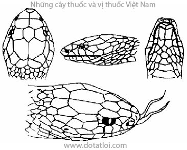 Hổ mang chúa, Naja hannah