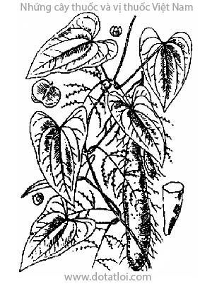 HOÀI SƠN, 山藥, 山药, sơn dược, khoai mài, củ mài, chính hoài, Dioscorea persimils Prain et Burk., Dioscorea oppositifolia Lour., họ Củ nâu, Dioscoreaceae