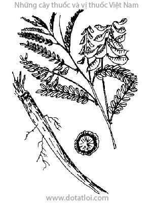HOÀNG KỲ, 黄芪, Astragalus membranaceus, Radix Astragali, cây hoàng kỳ, cây hoàng kỳ Mông Cổ, Astragalus mongholcus Bunge, họ Đậu, Fabaceae