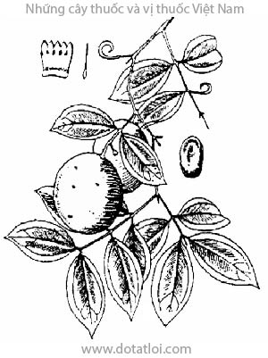 HOÀNG NÀN, 長籽馬錢, 长籽马钱, vỏ dãn, vỏ doãn, Strychnos wallichiana Steud, ex Dc., Strychnos gauthierana Pierre, Strychnos malacensis Clarke, họ Mã tiền, Loganiaceae