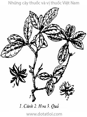HỒI, 大茴香, đại hồi, bát giác hồi hương, đại hồi hương, Illicium verum Hook.f., họ Hồi, Illiciaceae