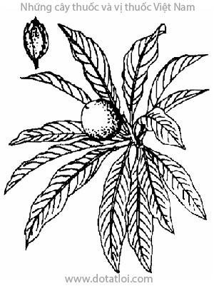 HỒNG XIÊM, 人心果, tầm lức, sacôchê, sabôchê, sapotillier, Achras sapota l., Sapota achras Mill., họ Hồng xiêm, Sapotaceae