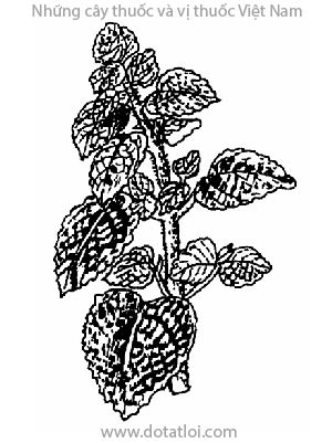 HÚNG CHANH, 左手香, rau thơm lông, rau tần, tần dày lá, rau thơm, dương tử tô, sak đam ray, Coleus aromaticus Benth., Colus crassifolius Benth, họ Hoa môi Lamiaceae, Labiatae