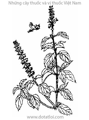 HÚNG QUẾ, 羅勒, 罗勒, húng giổi, rau é, é tía, é quế, hương thái, pak bua la phe, phak y tou, mreas preou, gand basilic, basilic commum, Ocimum basilicum L. var. basilicum., họ Hoa môi Lamiaceae, Labiatae