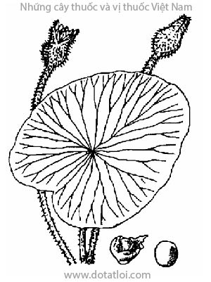 KHIẾM THỰC, 芡實, 芡实, kê đầu, khiếm, Euryale rerox Salisb, họ súng, Nympheceae