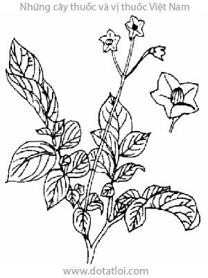 KHOAI TÂY, 馬鈴薯, 马铃薯, Solanum tuberosum L., họ Cà, Solanaceae