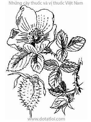 KIM ANH, 金樱子, thích lê tử, đường quân tử, Rosa laevigata Michsx, họ Hoa hồng, Rosaceae
