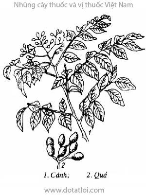 KIM SƯƠNG, 野黄皮, mán chỉ, đõi cầy, chàm hôi, tráng, ớt rừng, lăng ớt, mak so mát, may bi canh, mak khèn, hang chang, tomlay khouang, leai sma, Micromilim falcatum, Aulacia falcata lour., Micrmelum hir sutum Oliv., họ Cam quít, Rutaceae