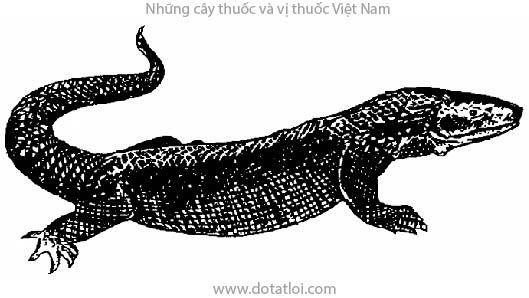 KỲ ĐÀ, 水巨蜥, Varanus salvator, họ Kỳ dà, Varanidae