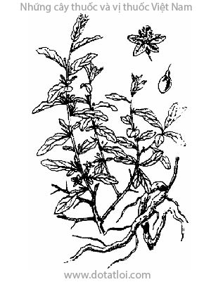 KỶ TỬ, 枸杞子, câu khởi, khởi tử, địa cót tử, câu kỷ tử, Lycium sinense Mill., Lycium barbarum L. var. sinense Ait, họ Cà, Solanaceae