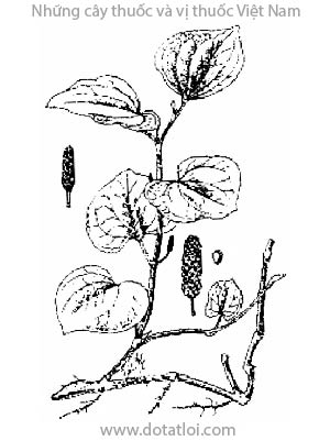 LÁ LỐT,羅洛胡椒, 罗洛胡椒, ana klùa táo, Piper lolot C. DC., họ Hồ tiêu, Piperaceae