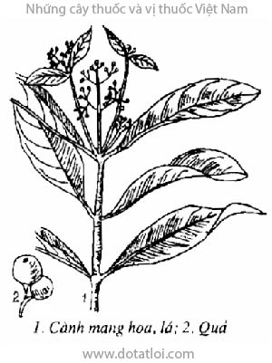 LẤU, 九节木, lấu đực, huyết ti la tản, sa huenk, ko sa mat, đại la tản, Psychotria montana Bl., họ Cà phê, Rubiaceae