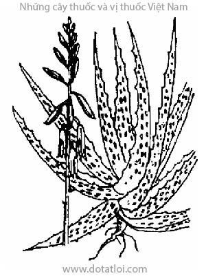 LÔ HỘI, 蘆薈, 芦荟, tượng đảm, du thông, nô hội, lưỡi hổ, hổ thiệt, long tu, Aloe sp., họ Hành tỏi, Liliaceae