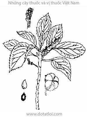 LỘC MẠI, 丢了棒, rau mọi, lục mại, Mercurialis indica Lour, họ Thầu dầu, Euphorbiaceae