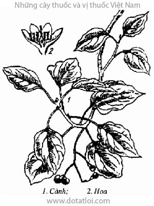 LONG NÃO, 樟木, chương não, rã hương, may khao khinh, Cinnamomum camphora L. Nees. et Eberm., Laurus camphora L., họ Long não, Lauraceae