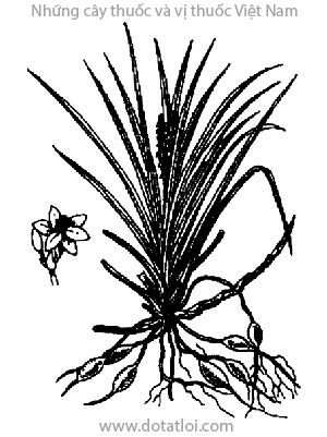 MẠCH MÔN ĐÔNG, 麥門冬, mạch đông, cây lan tiên, Ophiopogon japonicus Wall., họ Hành tỏi, Liliaceae