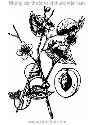 MƠ, 杏, ô mai, hạnh, khổ hạnh nhân, abricotier, má pheng, mai, Prunus armenniaca L., Armenniaca vulgarris Lamk, họ Hoa hồng, Rosaceae
