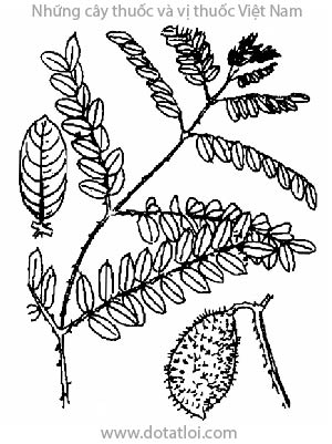 MÓC MÈO NÚI, 大托葉雲實, 大托叶云实, vuốt hùm, bonduc, cni- quier, pois - quenique, yeux de chat, Caealpinia bonducella Flem, họ Vang, Caesalpinceae