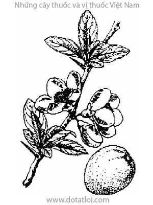 MỘC QUA, 木瓜, Chaenomeles lagenaria (Lois.) Koidz, Cydonia lagenaria Lois., họ Hoa hồng, Rosaceae