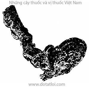 NẤM LINH CHI, 靈芝草, 灵芝草, linh chi thảo, nấm trường thọ, nấm lim, thuốc thần tiên, Ganoderma lucidum (Leyss ex. Fr.) Karst, họ Nấm gỗ, Ganodermataceae