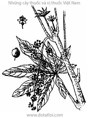 NAM SÂM, 鵝掌柴, sâm nam, cây chân chim, kotan, ngũ chỉ thông, áp cước mộc, nga chưởng sài, Schefflera octophylla (Lour.) Harms, Aralia octophylla Lour., họ Ngũ gia bì, Araliaceae