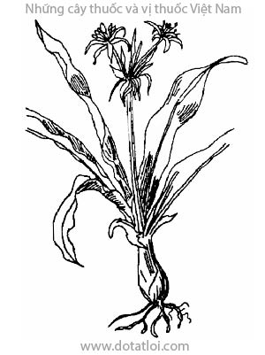 NÁNG HOA TRẮNG, 文殊蘭, 文殊兰, cây lá náng, văn thù lan, hoa náng, chuối nước, thập bát học sĩ, Crinum asiticum L., Crinum toxicarium Roxb., họ Thuỷ tiên, Amaryllidaceae