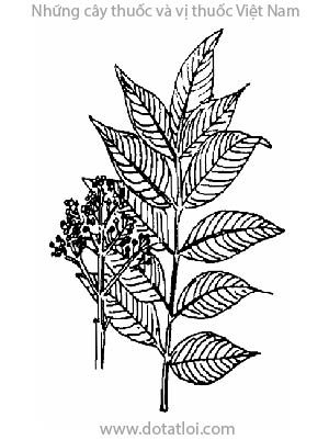 NGÔ THÙ DU, 吳茱萸, thù du, ngô vu, Evodia rutaecarpa (Juss) Benth, Cam quít, Rutaceae