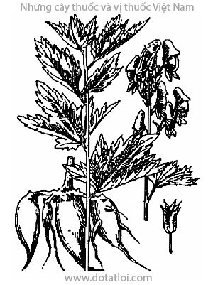 Ô ĐẦU VIỆT NAM, 越南烏頭, 越南乌头, củ gấu tàu, củ ấu tàu, cố y, Aconitum fortunei Hemsl, A. conitum sinense Sieb., Aconitum kusnezoffii Reichb var bodinieri Fin. et gagnep, họ Mao lương, Ranunculaceae