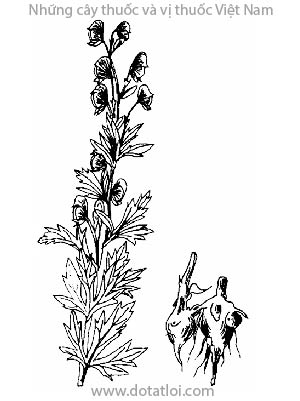 Ô ĐẦU VÀ PHỤ TỬ, 烏頭 附子, 乌头 附子, xuyên ô, thảo ô, Aconitum sinense Paxt., họ Mao lương, Ranuneulaceae