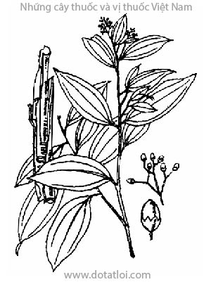 QUẾ TRUNG QUỐC, 肉桂, quế nhục, ngọc thụ, quế đơn, quế bì, sambor lo veng, Cinnamomum cassia Blume, Cinnamomum obtusifilium var cassia Perrot et Eberh., họ Long não, Lauraceae