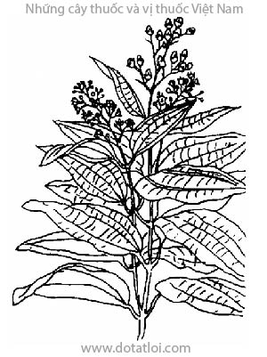 QUẾ QUAN, 錫蘭桂, 锡兰桂, quế Xrilanca, Cinnamomum zeylanicum Nees, Cinnamomum aromaticum Grah, Laurus cinnamomum Roxb., họ Long não, Lauraceae