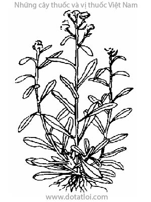 RAU KHÚC, 鼠麴草, khúc nếp, thử cúc thảo, Gnaphalium indicum L., họ Cúc Asteracea, Compositae