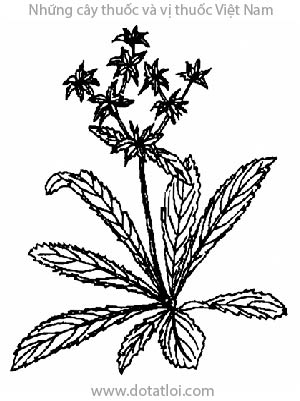 RAU MÙI TÀU, 假芫茜, rau mùi cần, ngò tây, ngò tàu, mùi tàu, Eryngium foetidum L., họ Hoa tán Apiaceae, Umbelliferae
