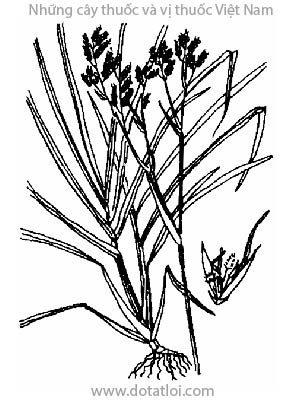 SẢ, 香茅, cỏ sả, lá sả, sả chanh, hương mao, Cymbopogon nardus Rendl (Sả), cymbopogon flexuosus. Stapf, họ Lúa Poaceae, Gramineae