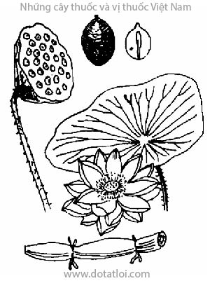 SEN, 蓮, 莲, liên, quỳ, Nelumbo nucifera Gaertn., Nelumbium nuciferum Gaertn., Nelumbium speciosum Willd., họ Sen, Nelumbonaceae