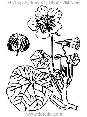 SEN CẠN, 旱金蓮, 旱金莲, grande cappucine, Tropaeolum majus L., họ Sen cạn, Tropaeolacae