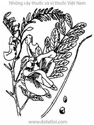 SO ĐŨA, 木田菁, dank kaa, angkea dey chhmol, phak dok khe, fayotier, Sesbnia grandiflora Pers, họ Cánh bướm Fabaceae, Papilionaceae