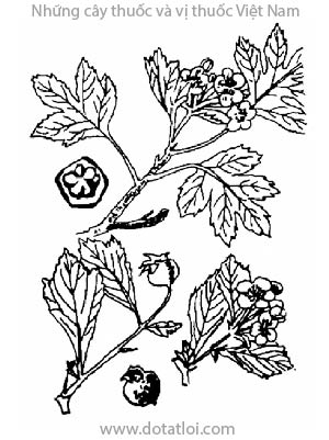 SƠN TRA, 山楂, bắc sơn tra, nam sơn tra, dã sơn tra, aubepine, Crataegus pinnatifida Bunge, Crataegus cuneata Sieb.et Zucc., họ Hoa hồng, Rosaceae